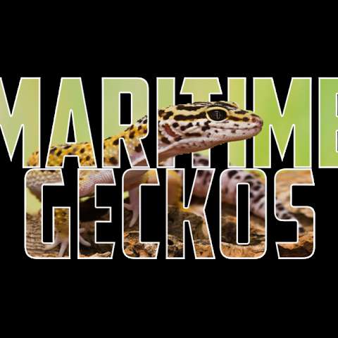 Maritime Geckos